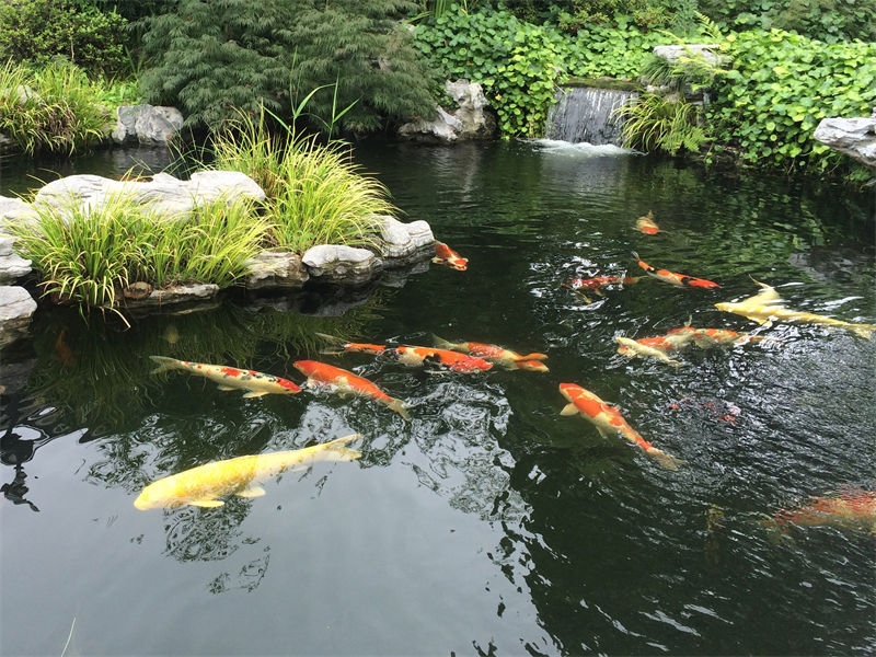 衢州锦鲤鱼池