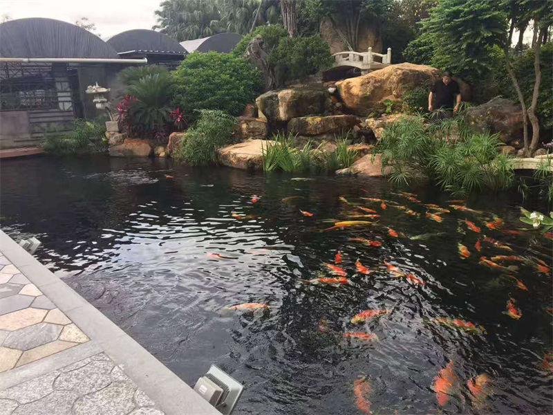 衢州锦鲤鱼池